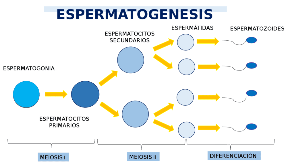 Espermatozoide Qué es sus partes y función In Vitro Buenos Aires