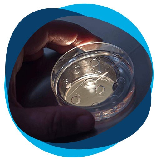 cultivo embrionario en fertilización asistida