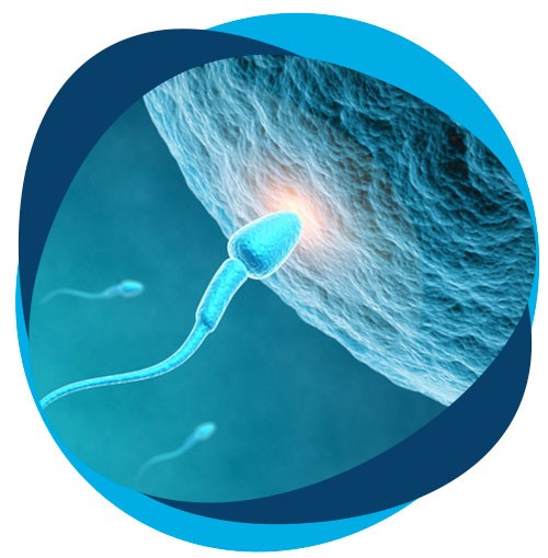 fertilización tradicional in vitro