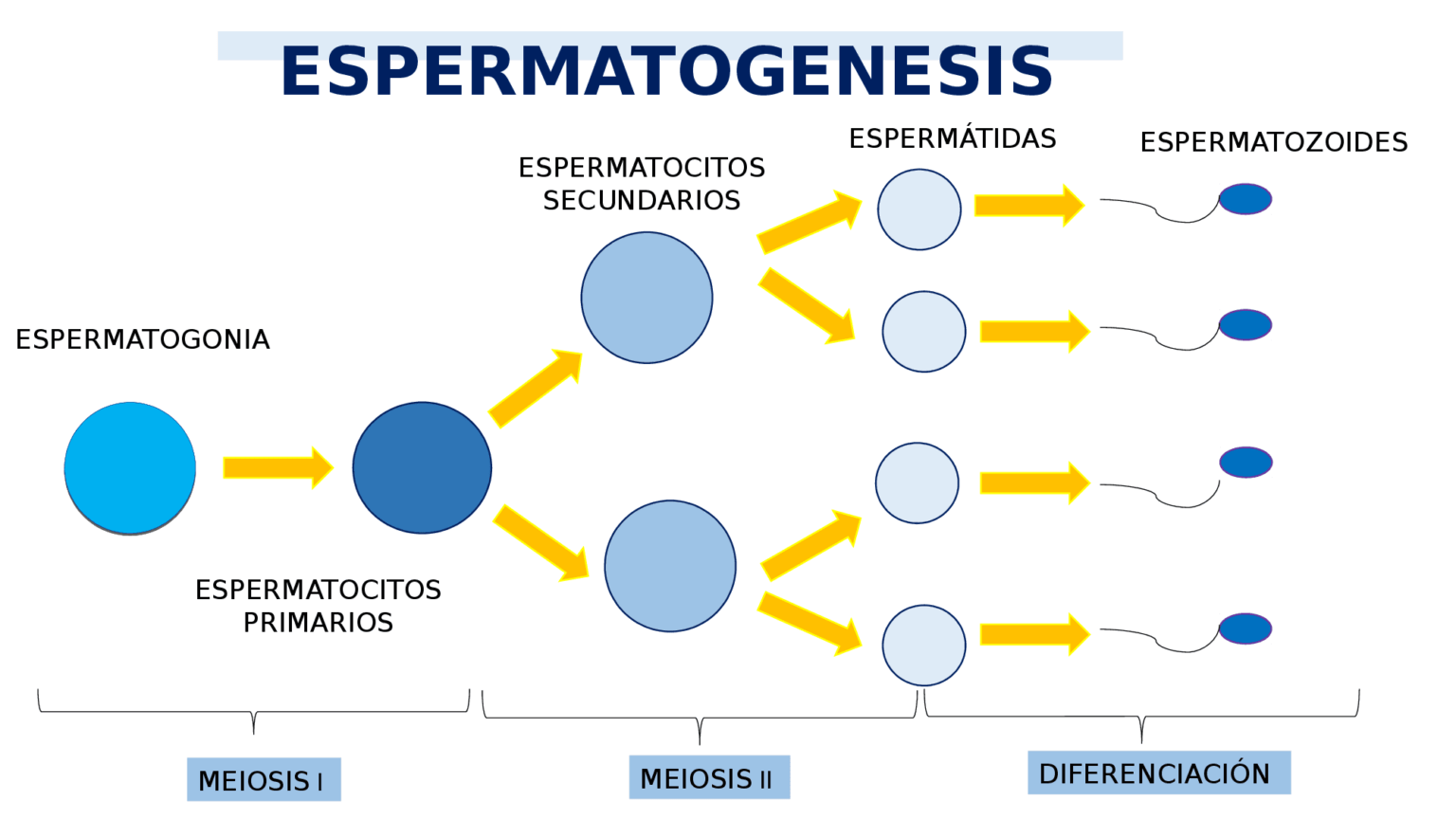 Espermatozoide ¿qué Es Sus Partes Y Función In Vitro Buenos Aires