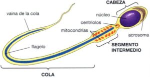 espermatozoide In Vitro