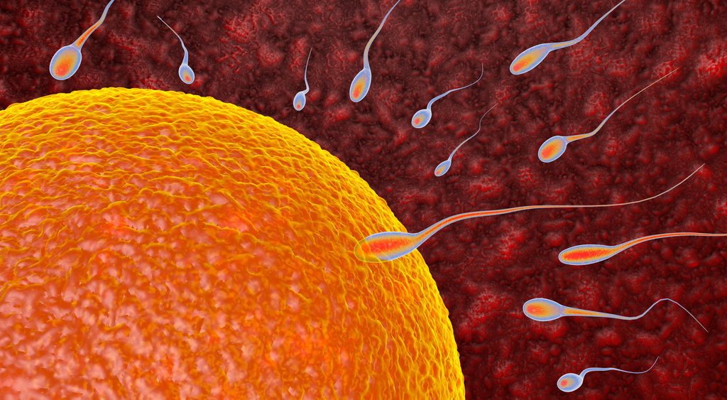 Qué es una inseminación casera? - PressReader