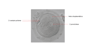 Fertilización Diferida - In vitro Buenos Aires