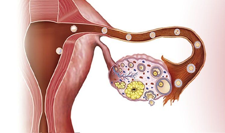 ¿qué Es La Anovulación Guía Actualizada In Vitro Buenos Airesemk 6343